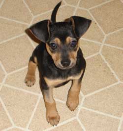 What is My Miniature Pincher Mixed With?