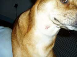 Dog With Bald Spots