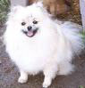 Pomeranian's Hair Not Growing