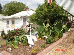 Saving Elephant Ears Bulbs