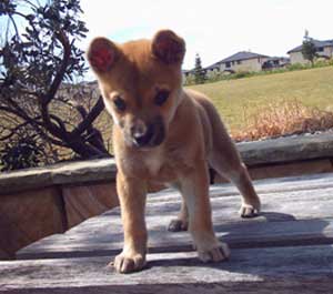 What kind of dog is this? (Chow Mix?)