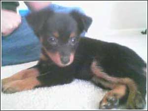 What is my Min Pin mixed with?