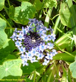 What Type of Plant Is This? (Giant Scilla, Pruvain Scilla, Cuban Scilla or Hyacinth)