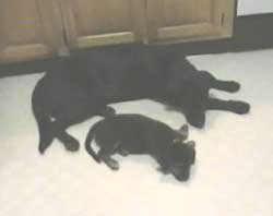Rescuing Aggressive Breeds