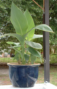 My Canna Lilly did not bloom this year!
