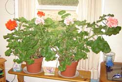 Rooting a Geranium