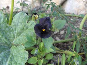 Growing Black Violets