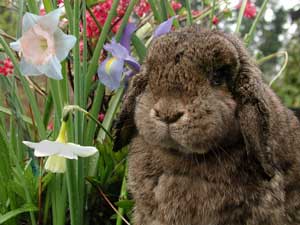 Teaching Your Rabbit To Use the Litterbox