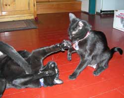 Changing the Names of Kittens