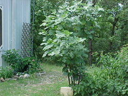 When Are Figs Ripe?