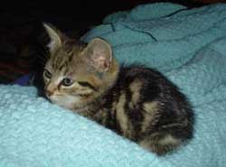 Cat Wants to Sleep With Me At Night