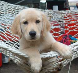 Socializing Your Dog