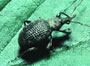 Natural Controls for Evil Weevils