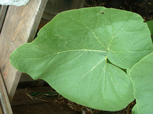 In the Compost Pile