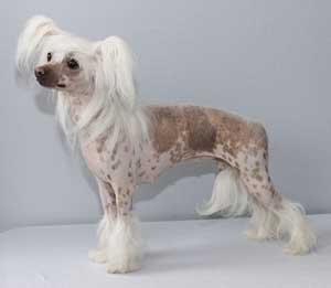 Chinese Crested dog in beautiful position